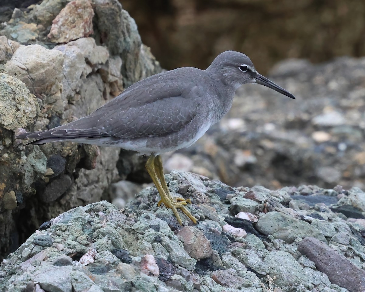 Wandering Tattler - ML640978710