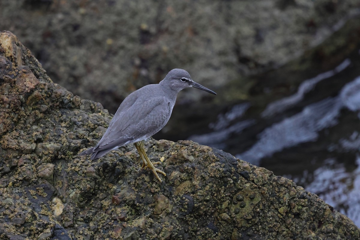 Wandering Tattler - ML640978711