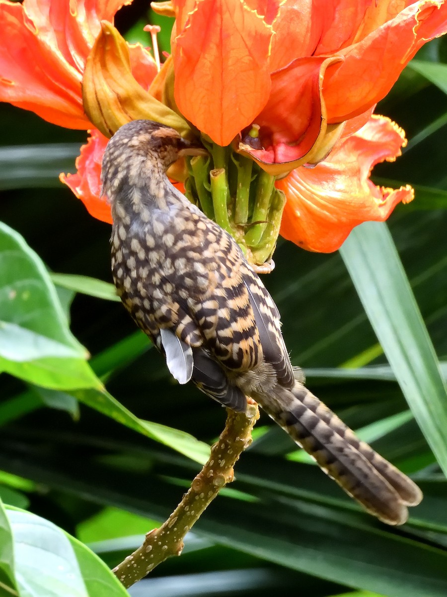 Fasciated Wren - ML640978782