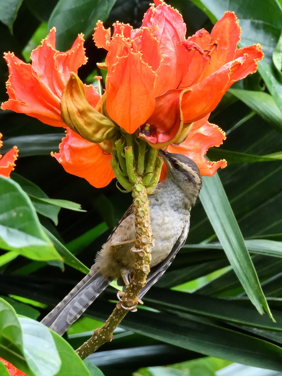 Fasciated Wren - ML640978783