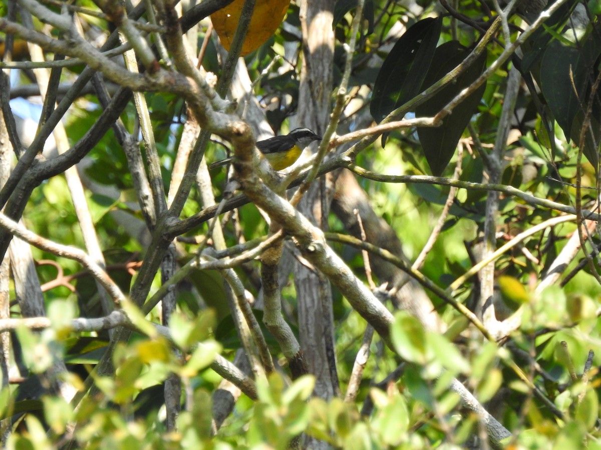 Bananaquit - ML640978794