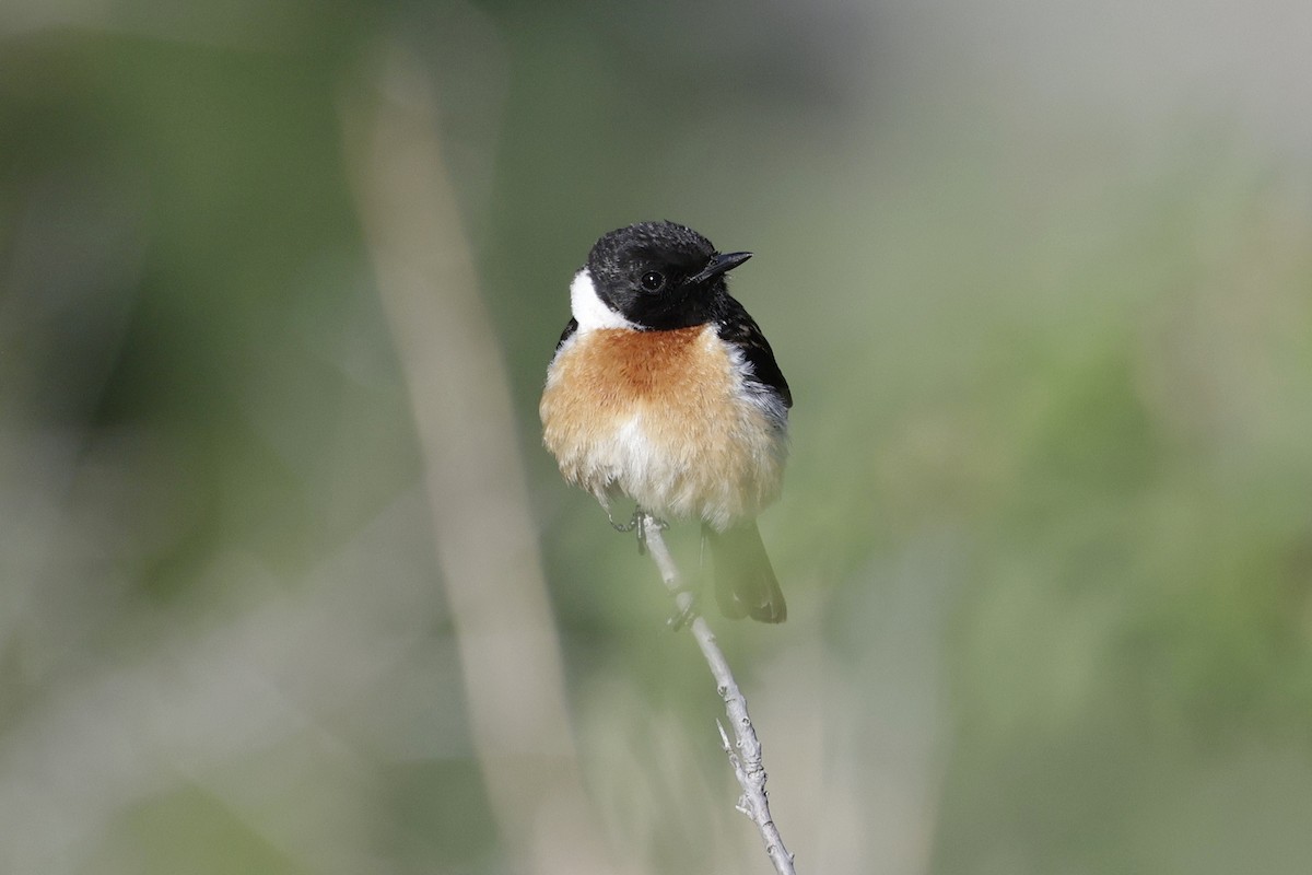 Siberian Stonechat - ML640978851