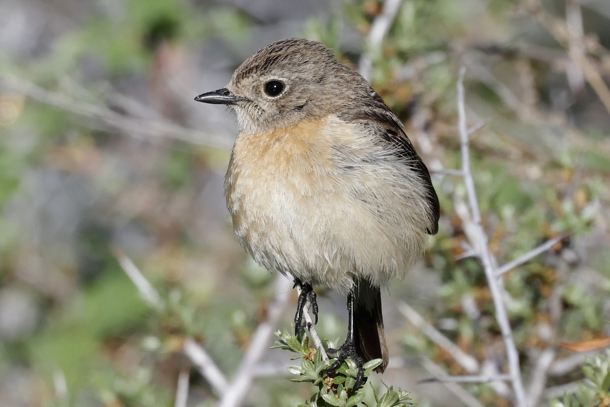 Siberian Stonechat - ML640978852
