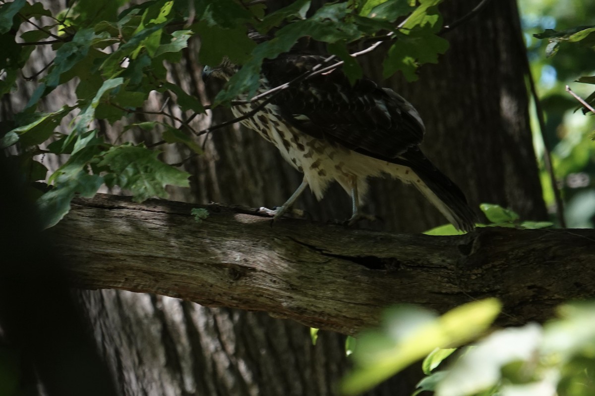 Accipitridae sp. (hawk sp.) - ML640978882