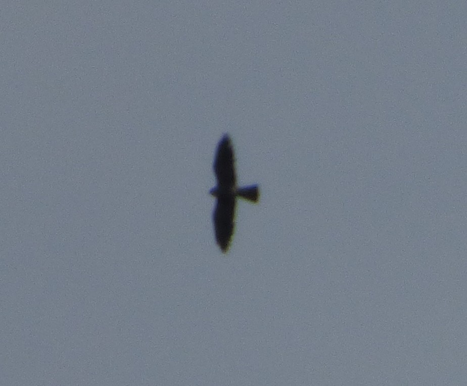 Mississippi Kite - ML640978921