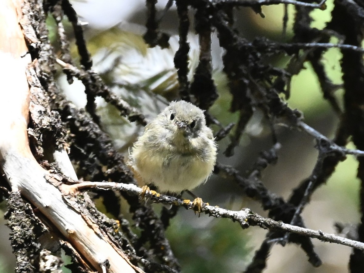Ruby-crowned Kinglet - ML640978943