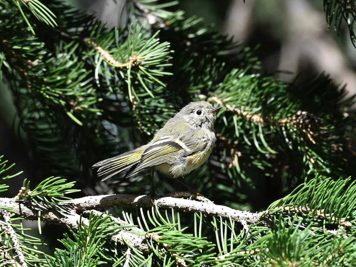 Ruby-crowned Kinglet - ML640978944