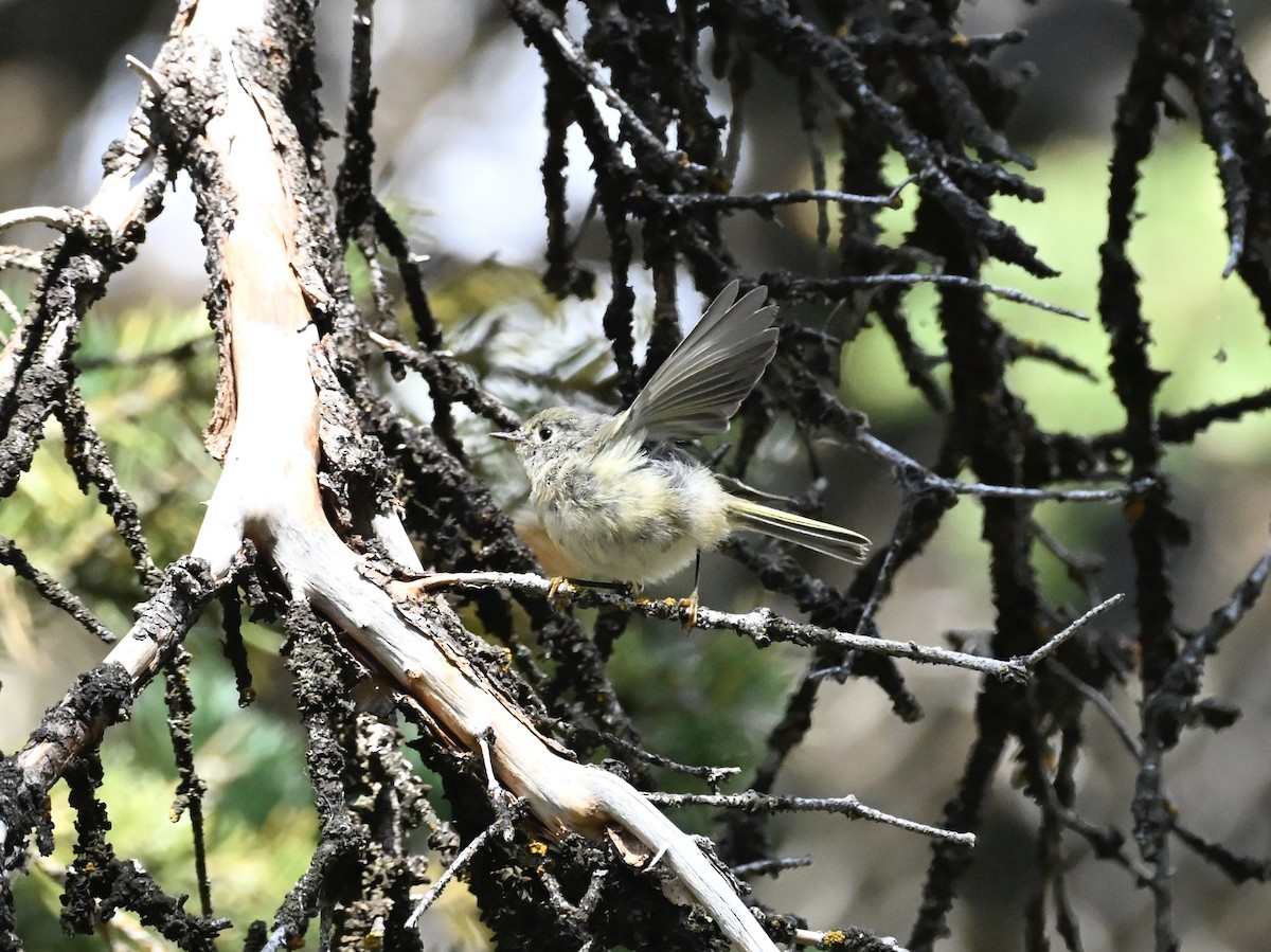 Ruby-crowned Kinglet - ML640978945