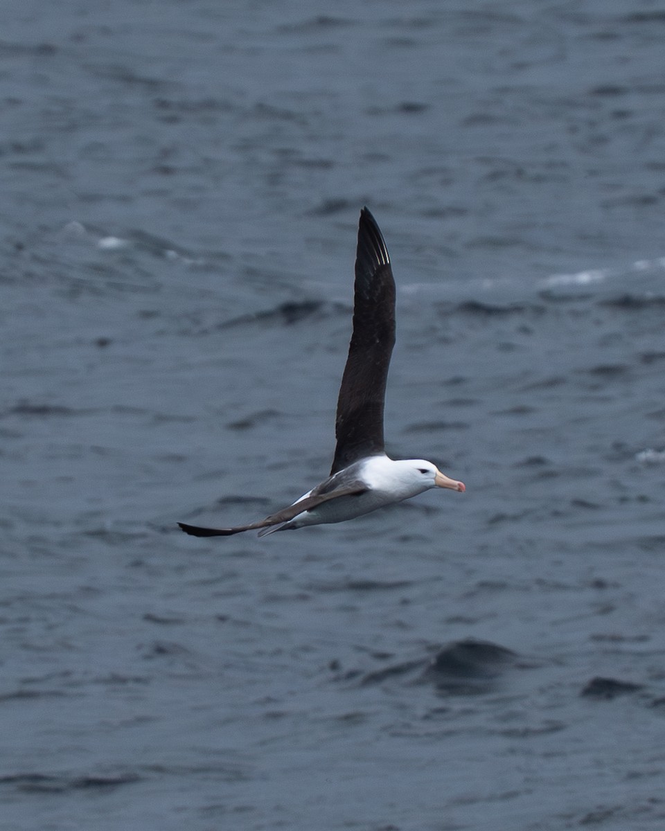 Black-browed Albatross - ML640978973