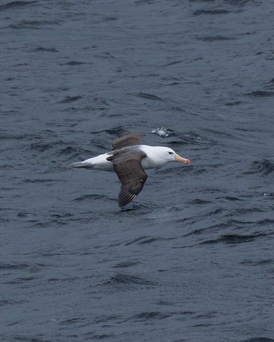 Black-browed Albatross - ML640978974