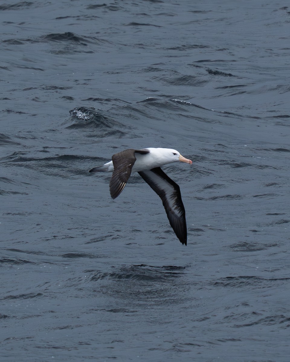 Black-browed Albatross - ML640978975