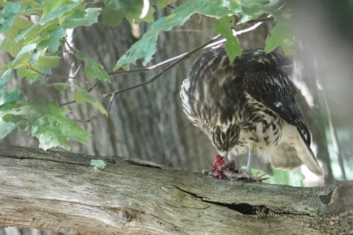 Accipitridae sp. (hawk sp.) - ML640978977