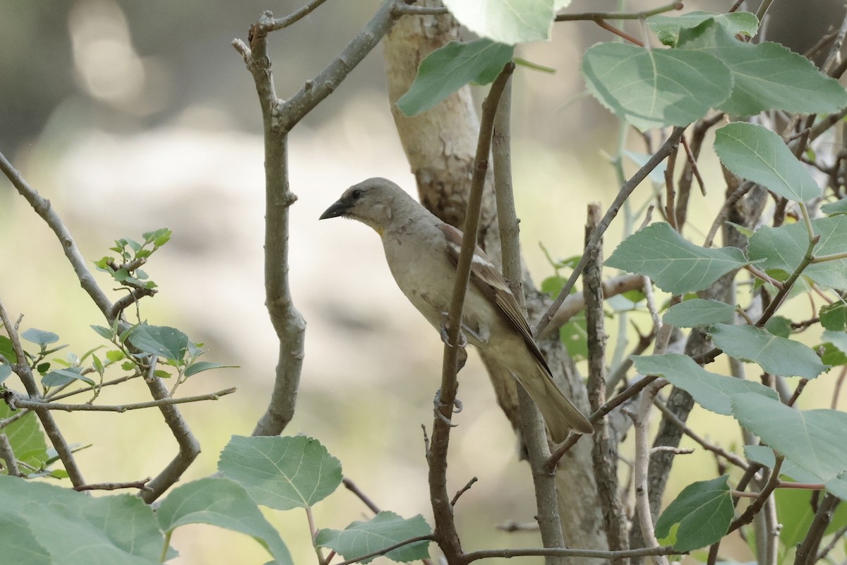 Yellow-throated Sparrow - ML640979022
