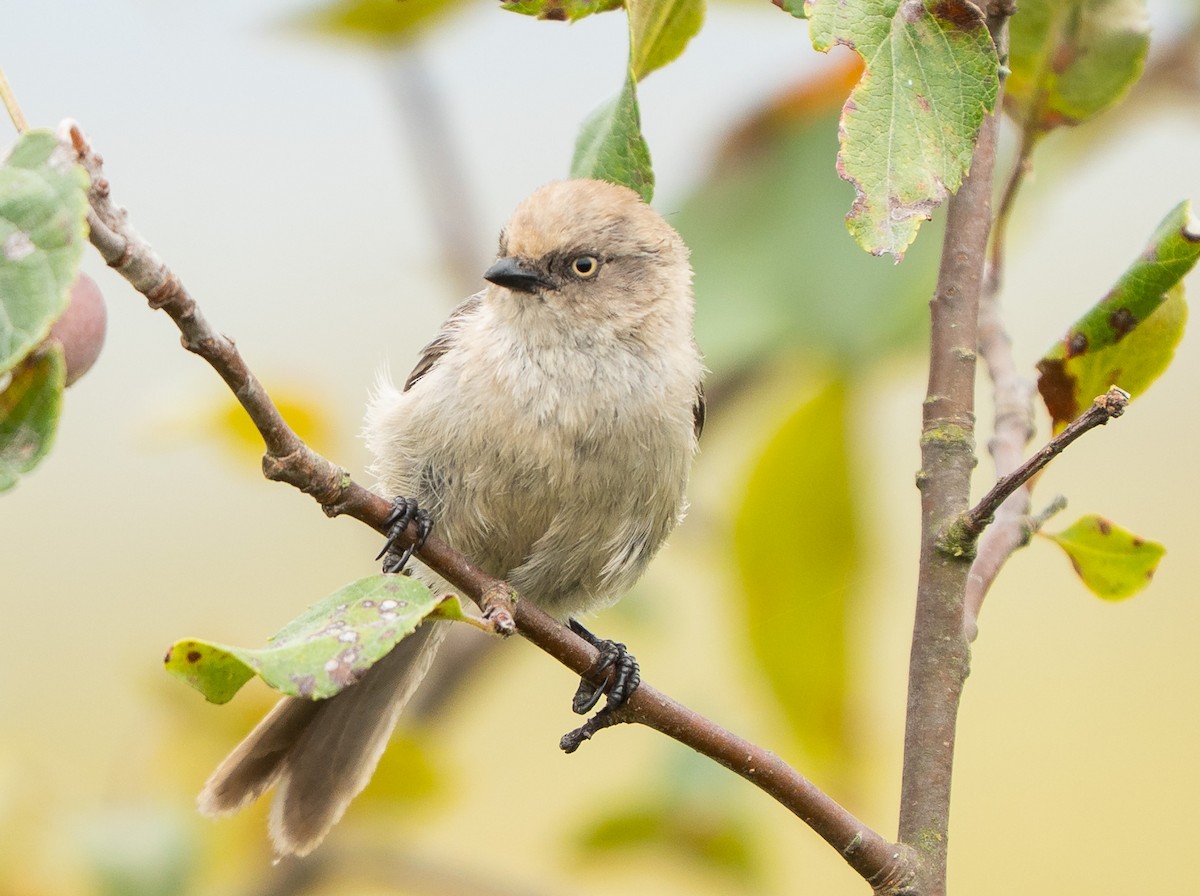 Bushtit (Pacific) - ML640979029