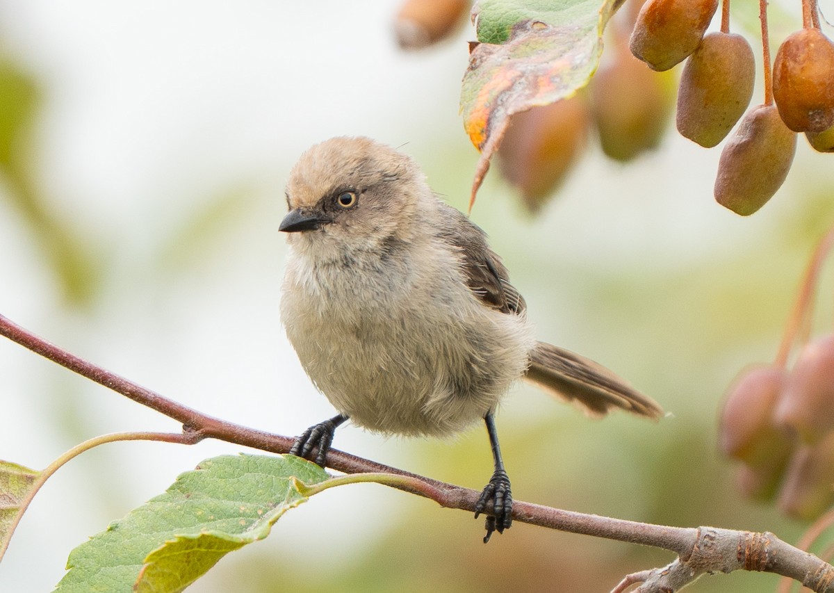 Bushtit (Pacific) - ML640979036