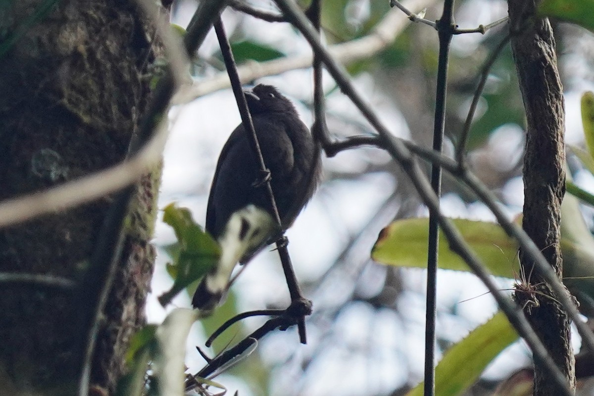 Unicolored Antwren - ML640979038