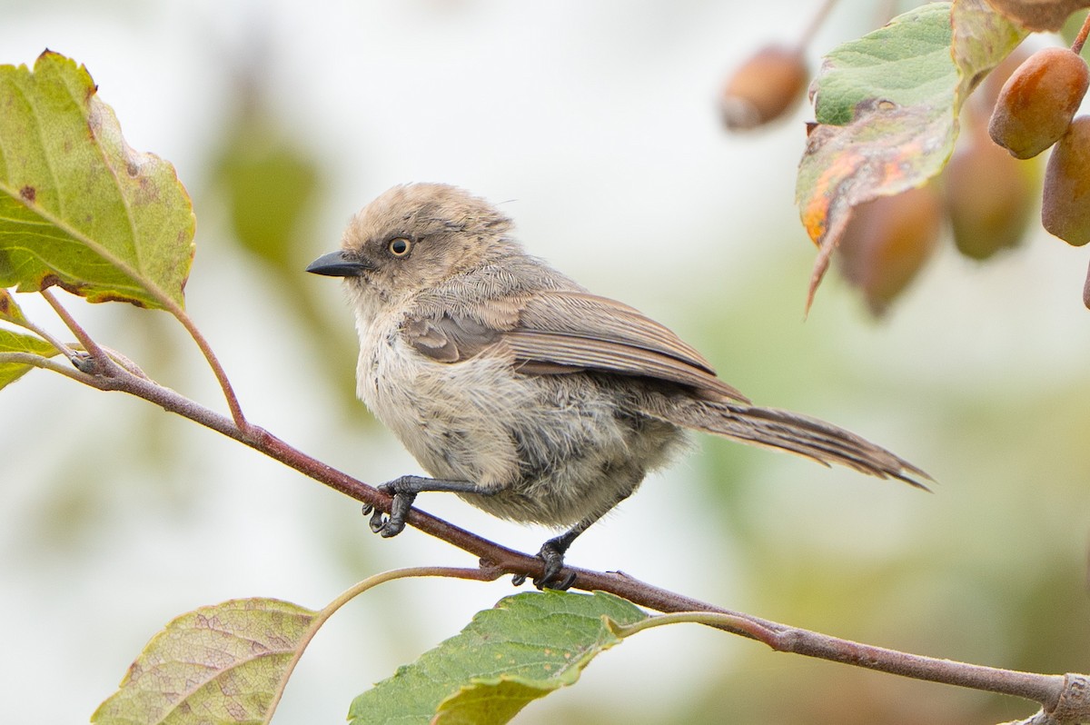 Bushtit (Pacific) - ML640979039