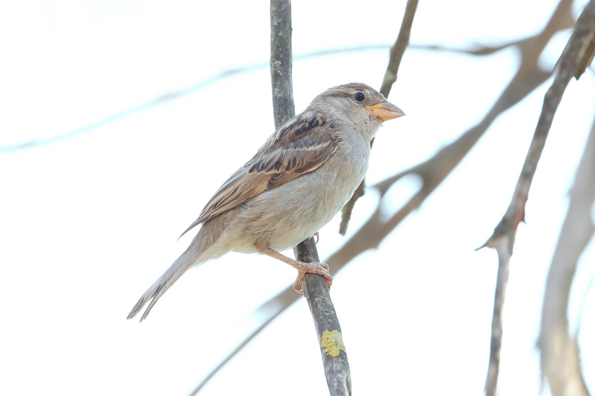 Italian Sparrow - ML640979083