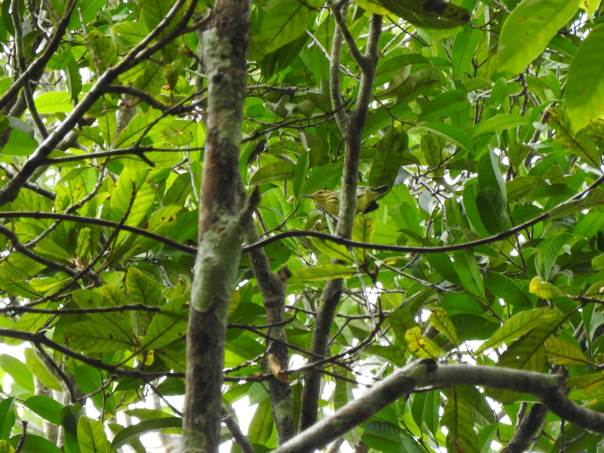 Sclater's Antwren - ML640979098