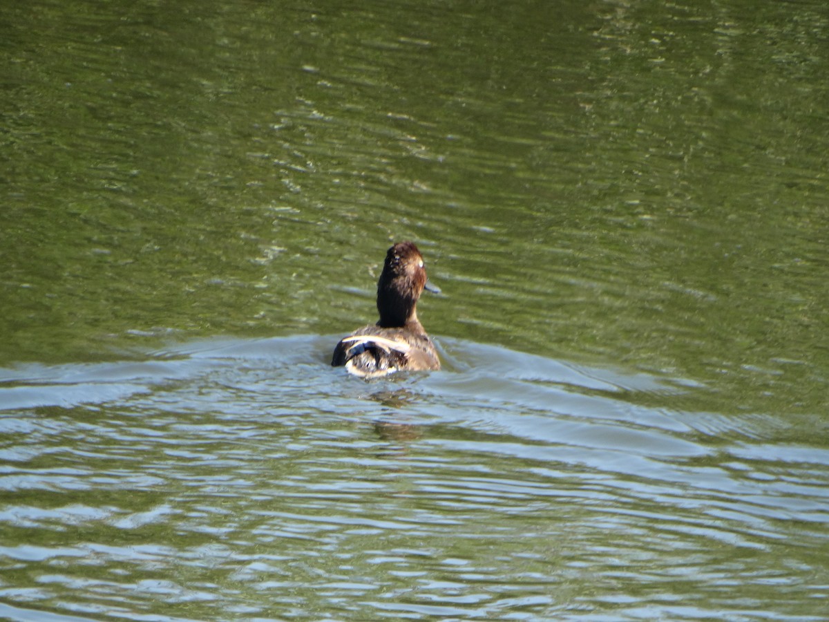 Ferruginous Duck - ML640979124