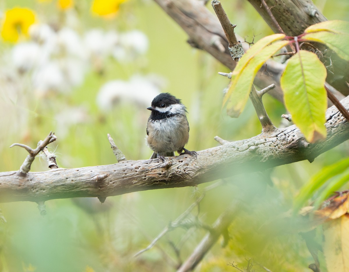 Black-capped Chickadee - ML640979134