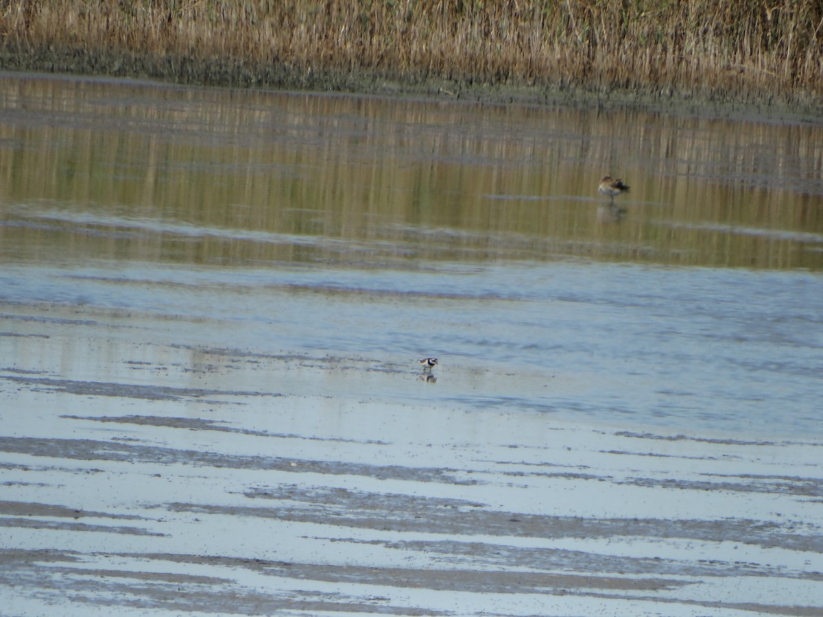 Common Ringed Plover - ML640979205