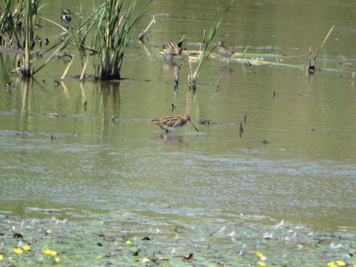 Common Snipe - ML640979220
