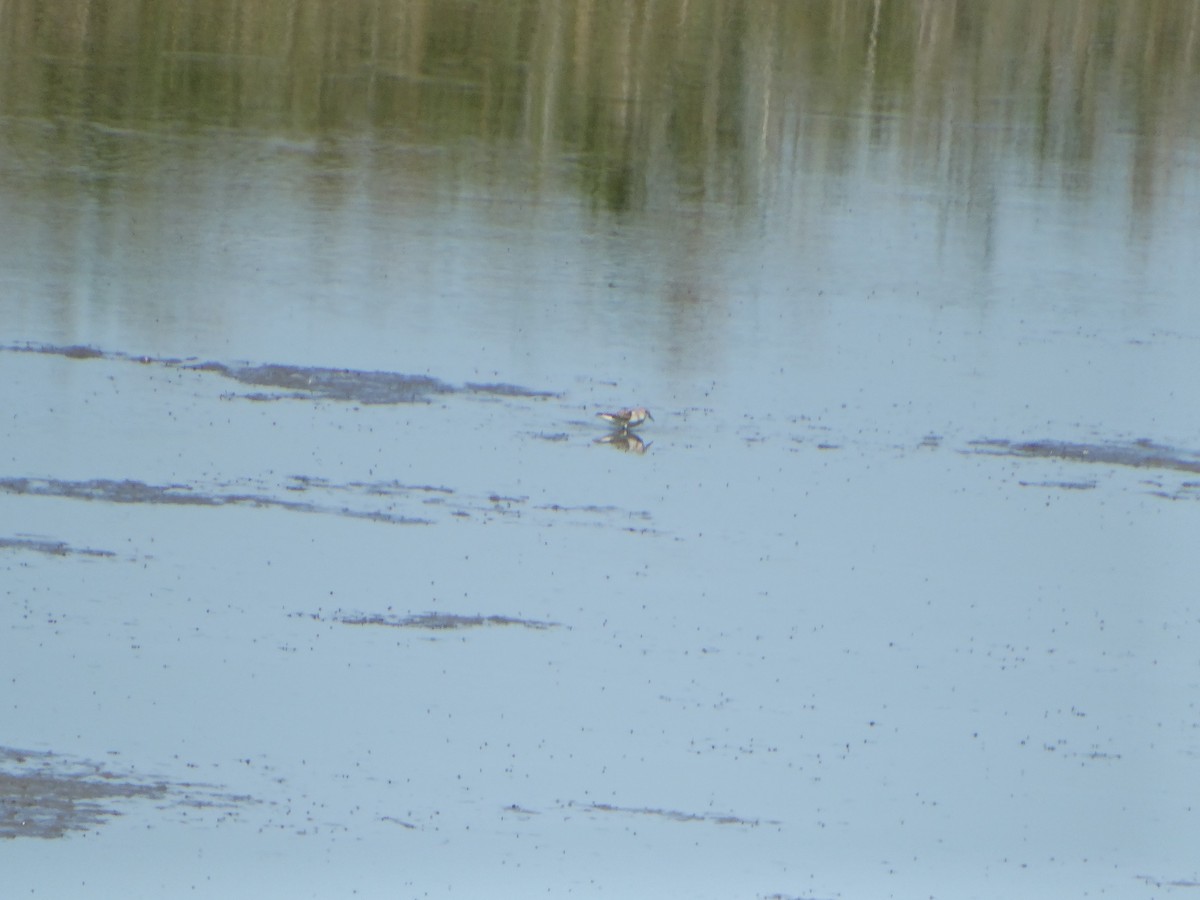 Temminck's Stint - ML640979266