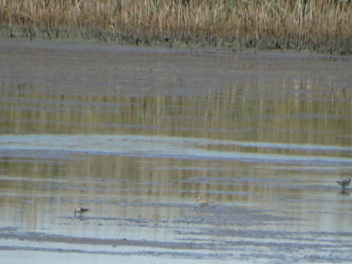 Temminck's Stint - ML640979267