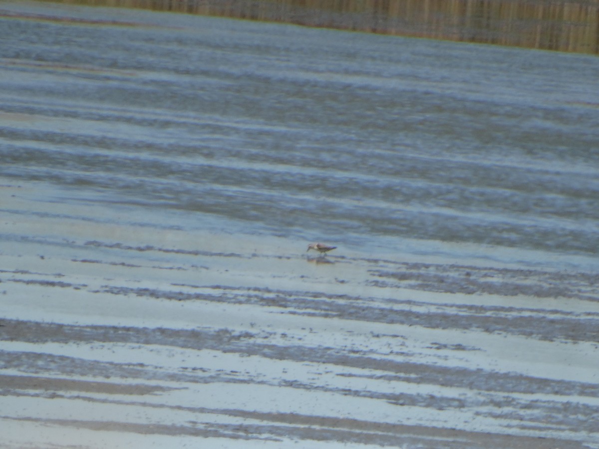 Temminck's Stint - ML640979268