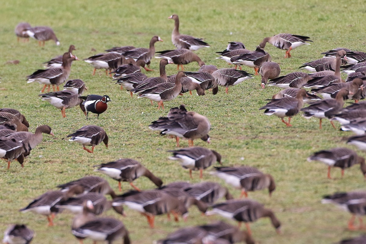 Red-breasted Goose - ML640979269