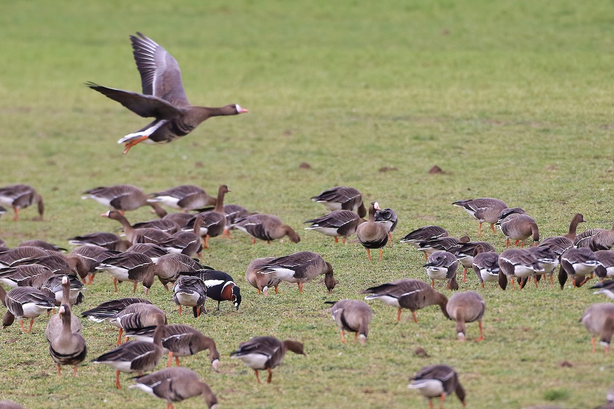 Red-breasted Goose - ML640979270