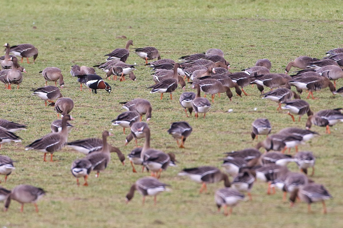 Red-breasted Goose - ML640979271