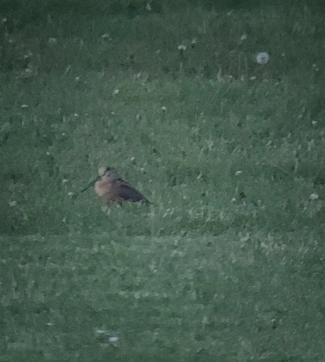 American Woodcock - ML640979274