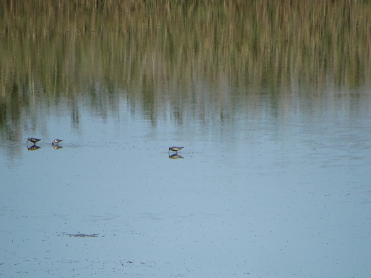 Dunlin - ML640979282
