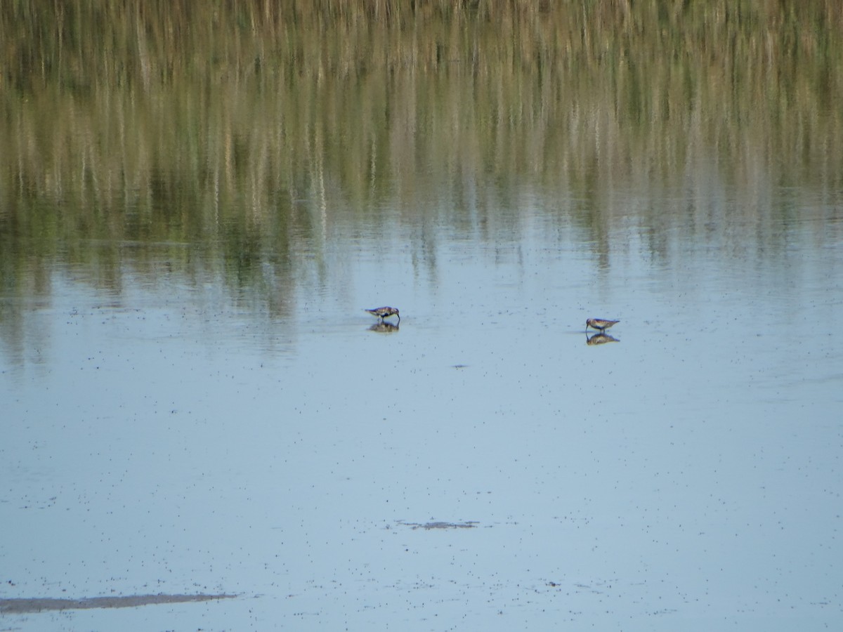 Dunlin - ML640979283