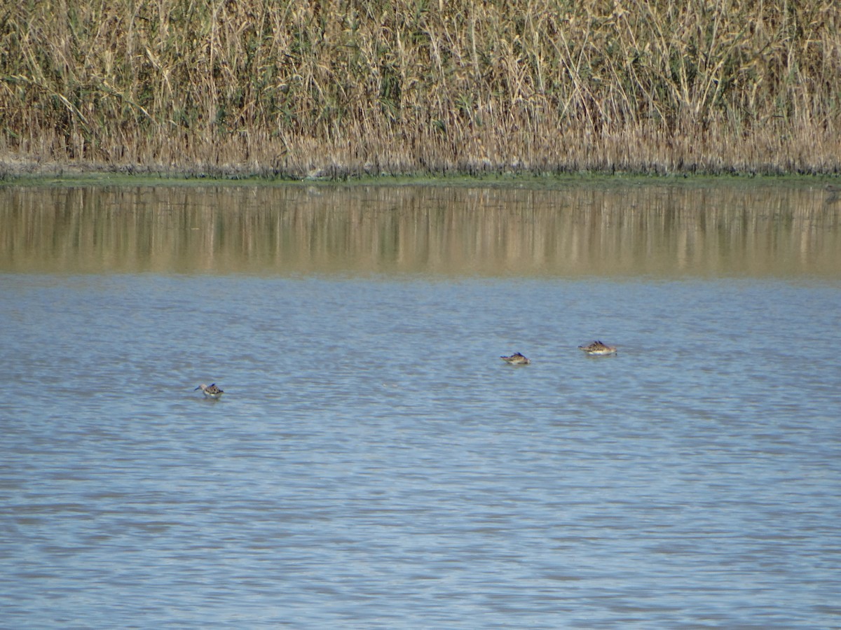 Ruff - ML640979296