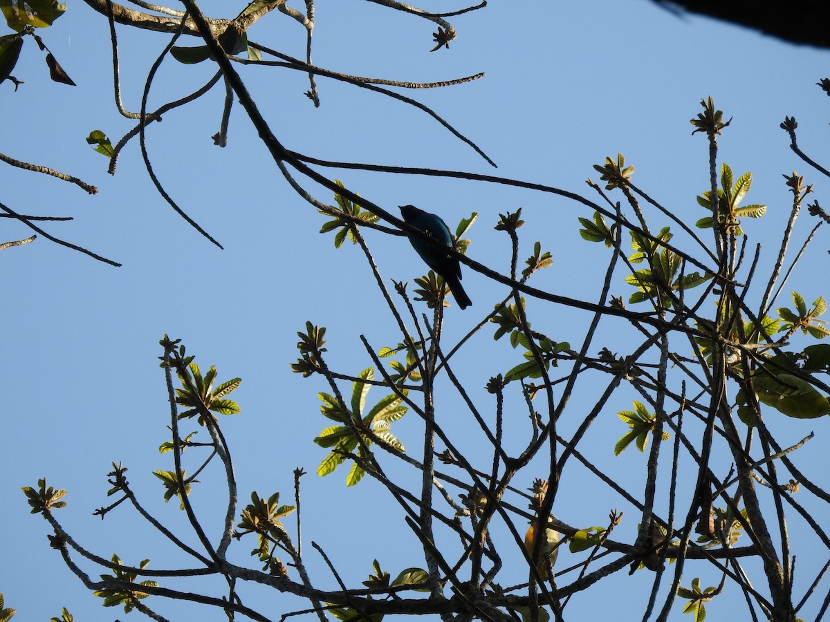 Paradise Tanager - ML640979304