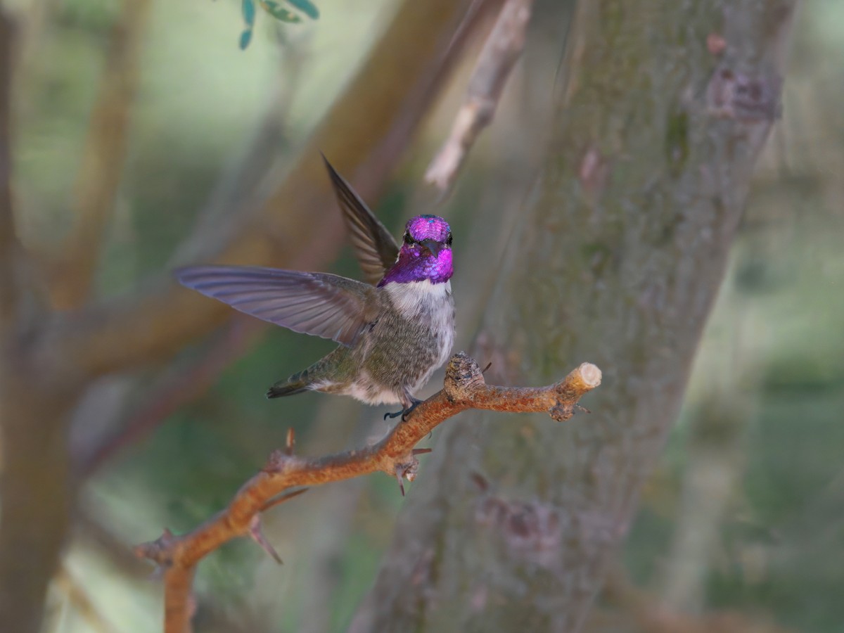 Costa's Hummingbird - ML640979332