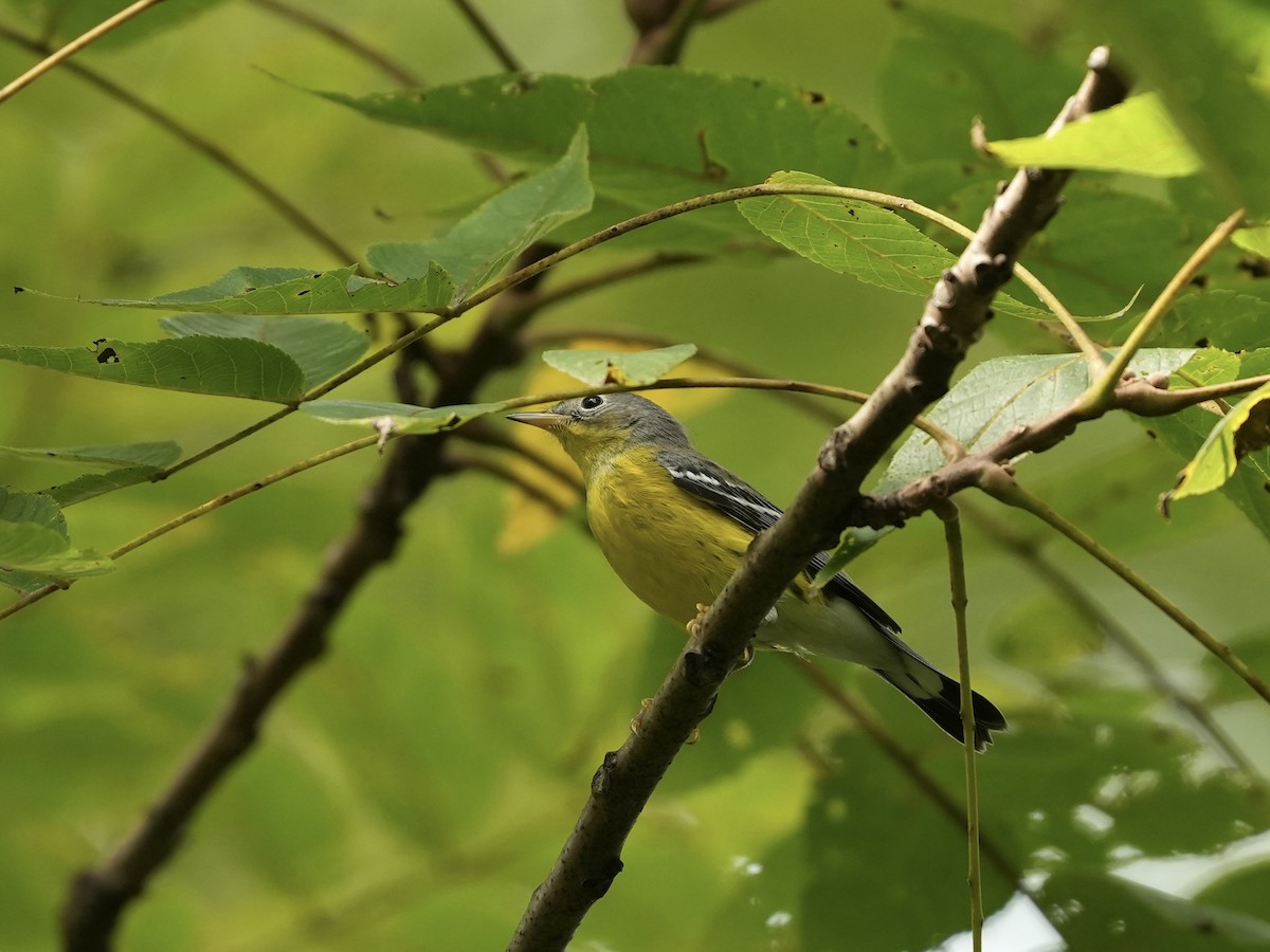 Magnolia Warbler - ML640979334