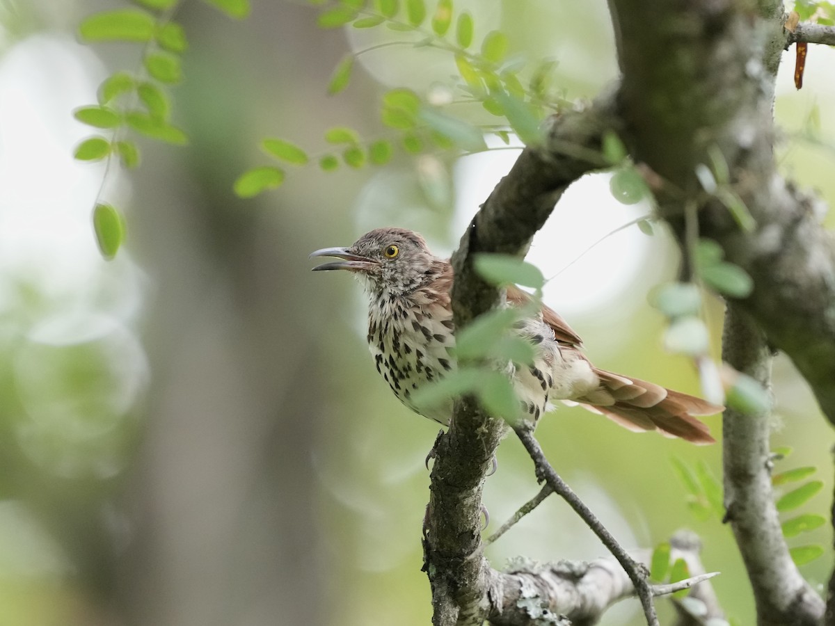 Brown Thrasher - ML640979365
