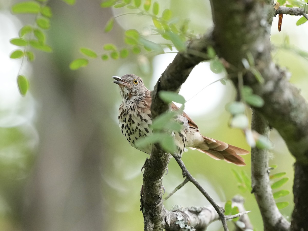 Brown Thrasher - ML640979366
