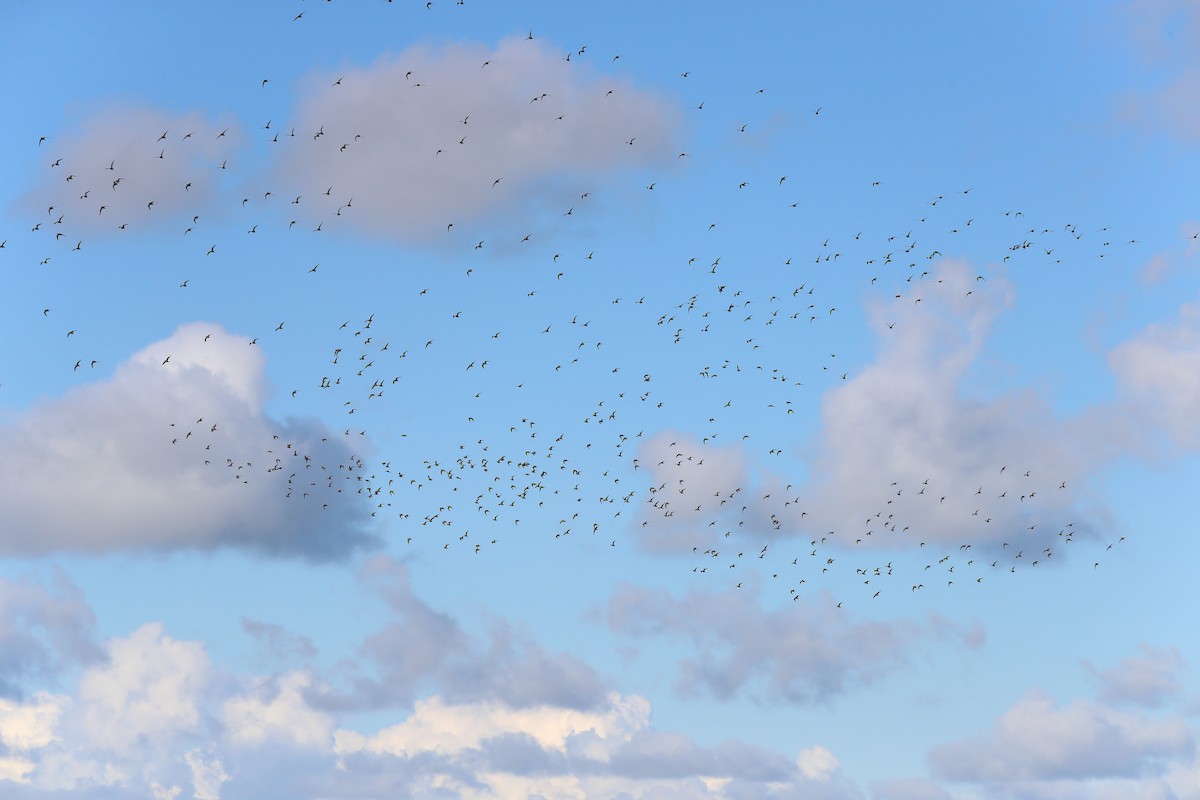 American Golden-Plover - ML640979374