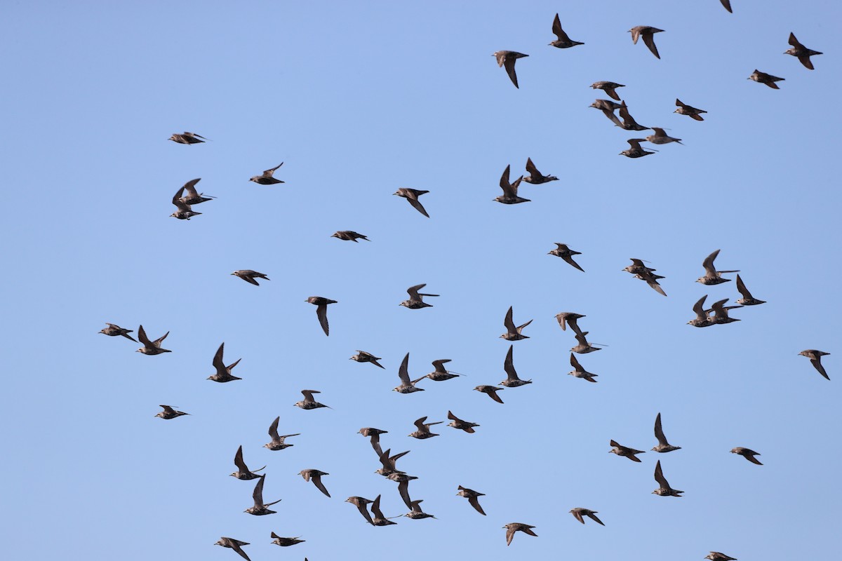 American Golden-Plover - ML640979375