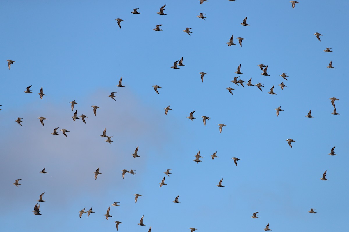 American Golden-Plover - ML640979376