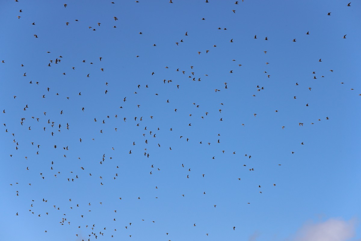 American Golden-Plover - ML640979377
