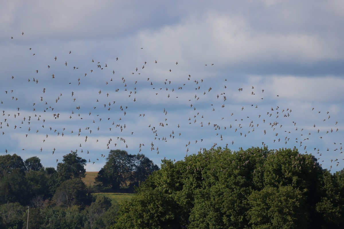 American Golden-Plover - ML640979378