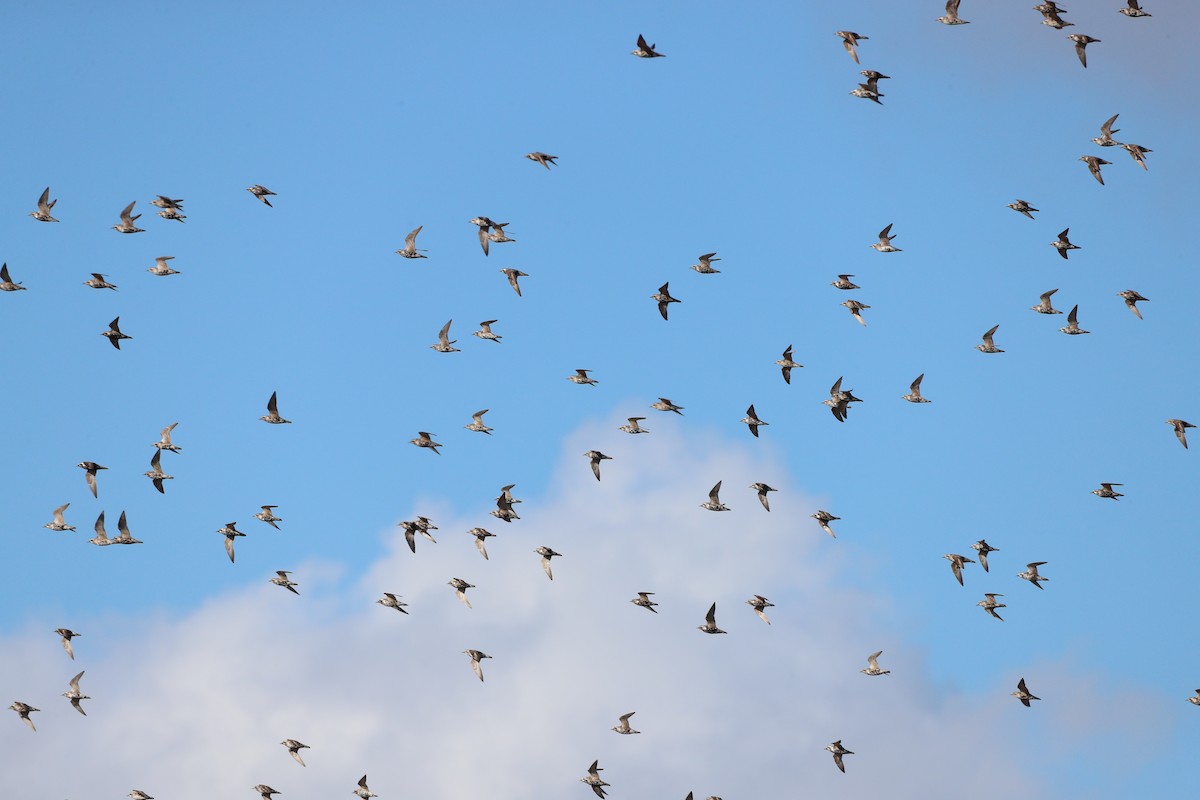 American Golden-Plover - ML640979379
