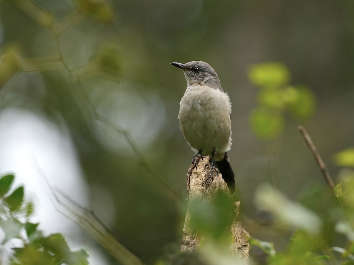 Northern Mockingbird - ML640979395