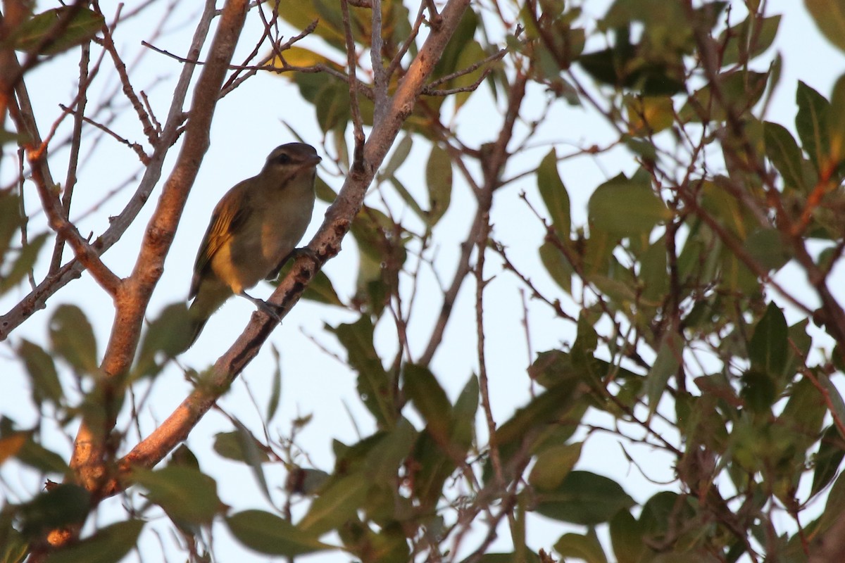 Black-whiskered Vireo - ML640979409